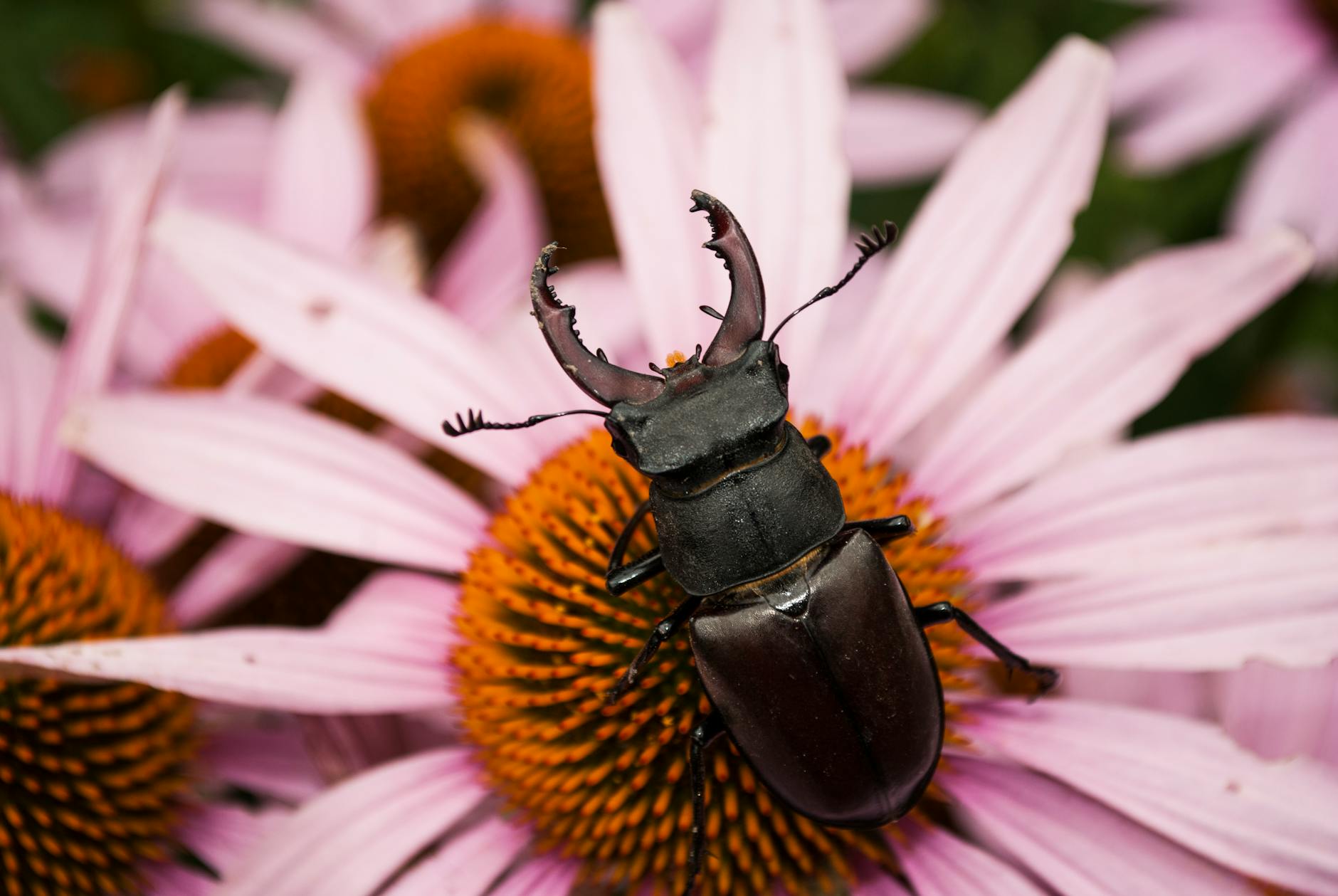 a stag beetle on a pink flower in macro photography